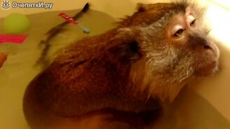 Время купаться! - смотреть видео (3:04)