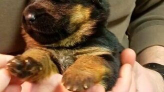 Засыпающий щенок - смотреть видео (0:21)