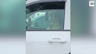 Ошарашенная псина за рулём - смотреть видео (1:00)