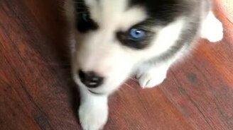 Поющий щенок хаски - смотреть видео (0:19)