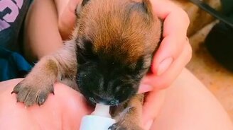 Щенок ест из бутылочки - смотреть видео (0:37)