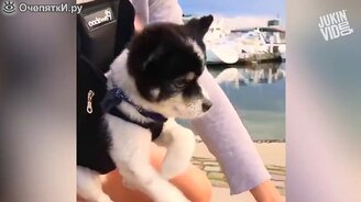 Животные в рюкзачках - смотреть видео (3:06)