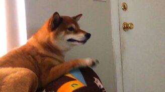 Собачий чих в замедлении - смотреть видео (0:34)