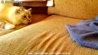 Забавное и красивое из жизни - смотреть видео (5:21)