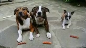 Хитрый пёсик и сосиски - смотреть видео (0:17)