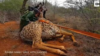 Спасение жирафа из ловушки - смотреть видео (3:29)