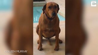 Это у тебя точно хвост? - смотреть видео (0:15)