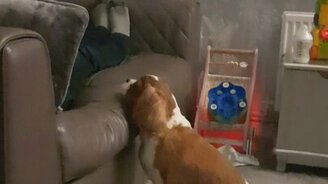 Прыгать или не прыгать - вот в чём вопрос - смотреть видео (0:29)