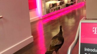 Индюшка пришла в магазин - смотреть видео (1:07)