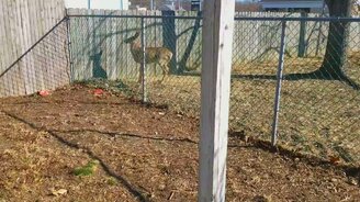 Оленята захотели на волю - смотреть видео (0:34)