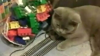 Кот на железной дороге - смотреть видео (1:23)