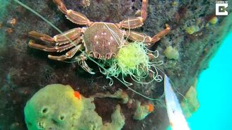 Освободил краба из сети - смотреть видео (2:02)