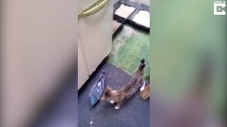 Кот и голубь резвятся вместе - смотреть видео (2:07)