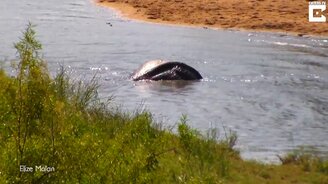 Слонёнок плюхнулся в воду - смотреть видео (0:24)