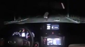 Как пёс угнал машину - смотреть видео (0:56)