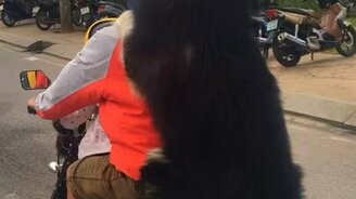 Экстремальная перевозка пса на скутере - смотреть видео (0:14)