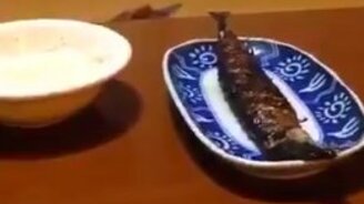 Как коту забыть про рыбу? - смотреть видео (0:16)