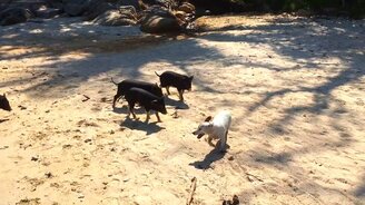 Поросята гоняют собачку - смотреть видео (4:52)