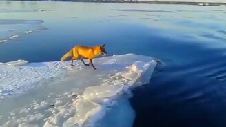 Спасение лисы, застрявшей на льдине - смотреть видео (0:57)