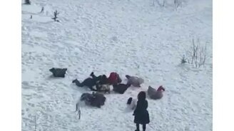 Суровое детство на Севере - смотреть видео (0:31)