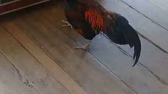 Петух против отражения - смотреть видео (0:23)