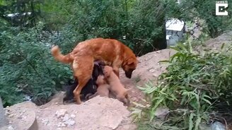 Воссоединение щенят с мамкой - смотреть видео (1:43)