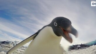 Пингвинёнок пытается стащить камеру - смотреть видео (1:31)