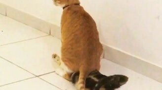 Вся суть многих кошек - смотреть видео (0:09)