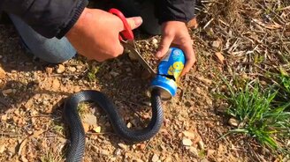 Спасение змеи из жестяной банки - смотреть видео (2:24)