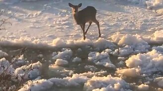 Олень в ловушке ледохода - смотреть видео (2:06)