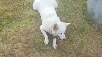 Собачка катается с горки - смотреть видео (0:39)