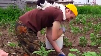 Кот помогает полоть грядки - смотреть видео (0:27)