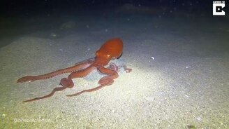 Осьминог ловко прячется в песке - смотреть видео (0:44)