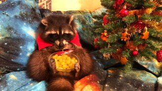 Енот ест виноград - смотреть видео (0:53)