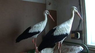 Согрейте аиста! - смотреть видео (4:23)