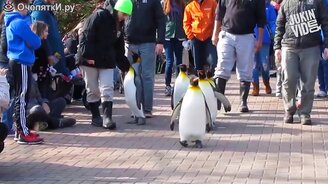 Апрельские яркие приколы - смотреть видео (3:16)