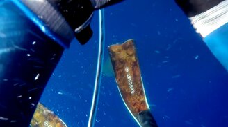 Рыбак против акул - смотреть видео (2:23)