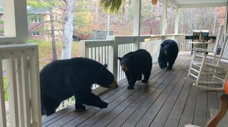 Незваные гости на веранде - смотреть видео (1:42)