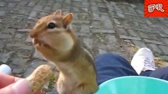 Прикольное и курьёзное со зверушками - смотреть видео (10:11)