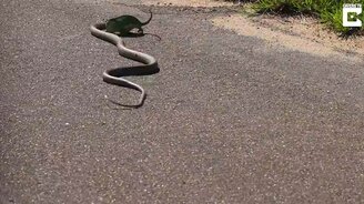 Змея побила хамелеона - смотреть видео (0:48)