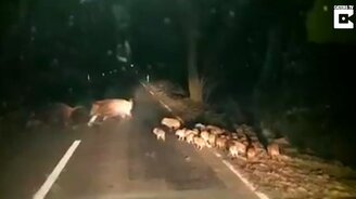 Кабанье семейство пересекает дорогу - смотреть видео (0:39)