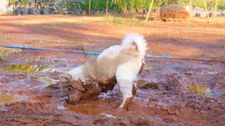 Собачка валяется в грязи - смотреть видео (0:58)