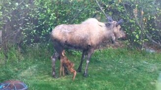 Лосиха с лосёнком - смотреть видео (5:16)