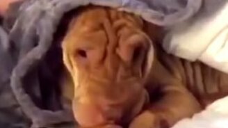 Хозяин, пусти погреться! - смотреть видео (0:29)