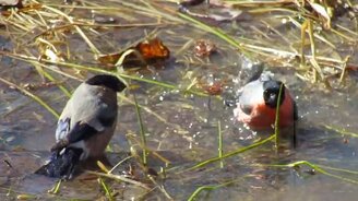 Снегири купаются в луже - смотреть видео (0:34)