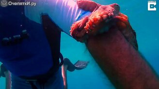 Осьминог прильнул к водолазу - смотреть видео (1:38)