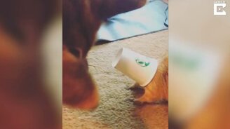 Овчарка переживает за луговую собачку - смотреть видео (0:20)