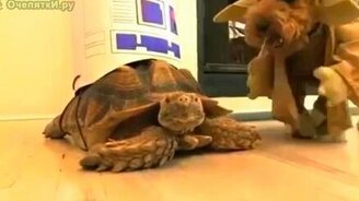 Питомцы из Звёзных Войн - смотреть видео (1:02)