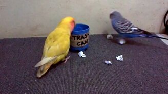 Попугаи-уборщики - смотреть видео (0:25)