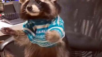 Енот ловит виноградинки - смотреть видео (0:22)